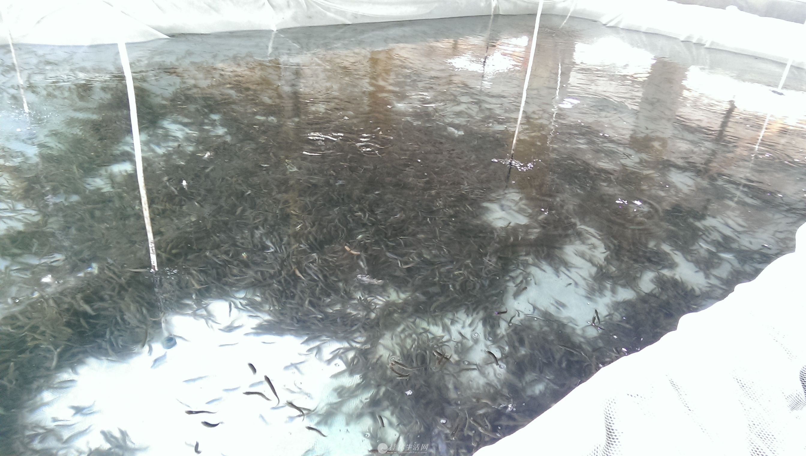广东龙鱼养殖基地有哪些品种的：广东的龙鱼养殖基地有哪些 龙鱼百科 第2张
