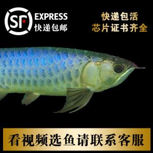 龙鱼日常检疫用什么药 龙鱼百科 第1张