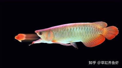 龙鱼身上白色絮状物是什么病：龙鱼身上出现白色絮状物可能是水霉病的疾病引起的 龙鱼百科 第3张