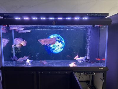 金龙鱼鱼缸用什么灯光比较好：养金龙鱼用什么牌子的灯比较好 龙鱼百科 第2张