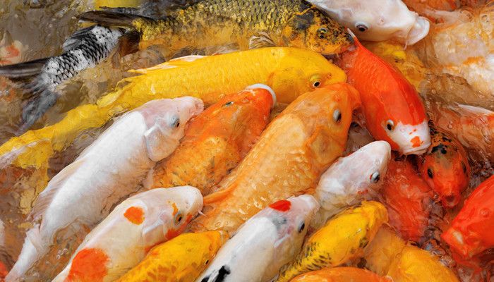 福龙红龙鱼能养吗：关于红龙鱼的饲养问题 龙鱼百科 第2张