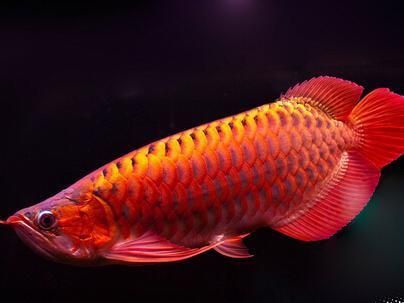 福龙红龙鱼能养吗：关于红龙鱼的饲养问题 龙鱼百科 第1张