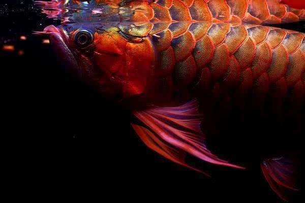 福龙红龙鱼能养吗：关于红龙鱼的饲养问题 龙鱼百科 第3张