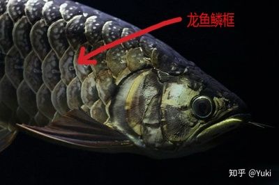 龙鱼的鱼鳞掉了一片还会自己长出来吗？：龙鱼的鱼鳞掉一片后，鱼鳞还能长回来吗 龙鱼百科 第2张