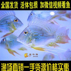 龙鱼缸视频欣赏图：龙鱼缸视频展示 龙鱼百科 第1张