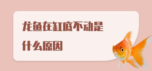 龙鱼为什么趴缸底上不动：为什么龙鱼趴缸底上不动