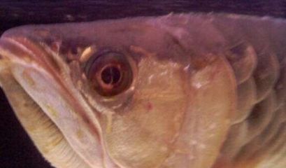 金龙鱼眼睛白点是什么病啊：金龙鱼眼睛出现白点怎么办 龙鱼百科 第3张