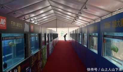 广州龙鱼比赛特殊组队名单：2017长城杯龙鱼比赛广州龙鱼比赛特殊组队名单