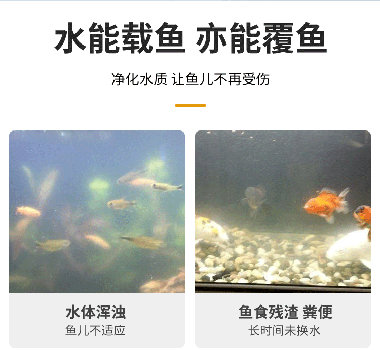 龙鱼缸水质要求标准：养龙鱼的水质标准是多少