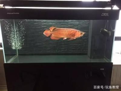 红龙鱼怎么挑选品种：如何挑选红龙鱼