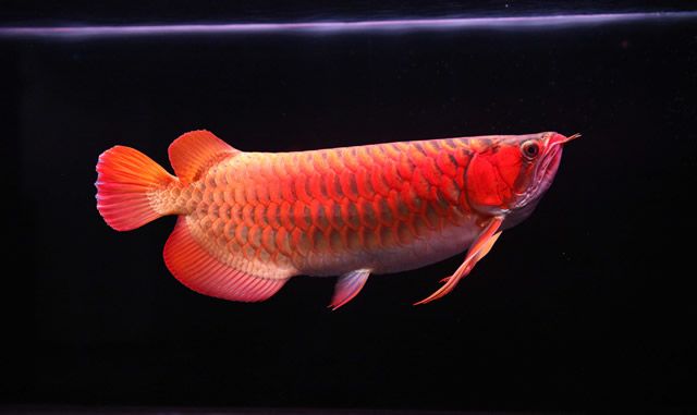 家养红龙鱼寿命有多长时间：红龙鱼的寿命多长时间是多少年红龙鱼的寿命多长时间 龙鱼百科 第2张