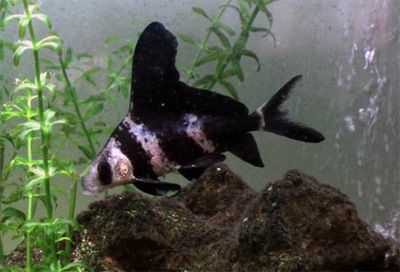 黑鱼 鱼缸 龙鱼怎么养好：30篇宠物龙鱼饲养龙鱼饲养龙鱼饲养攻略鱼缸养殖技术