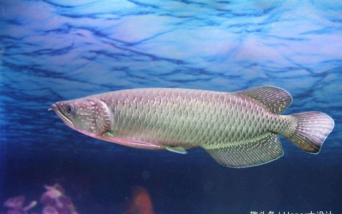 可食用龙鱼：中国十大名鱼龙鱼的做法 龙鱼百科 第3张