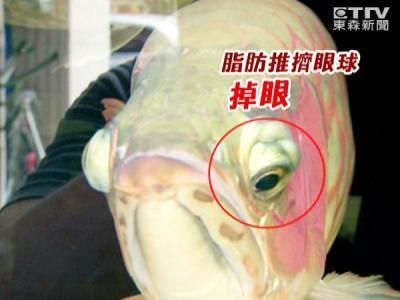 红龙鱼掉眼手术怎么做视频：红龙鱼掉眼手术全过程 龙鱼百科 第1张