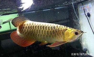 金龙鱼水族箱：益海嘉里金龙鱼水族箱观赏鱼金龙鱼水族箱饲养技巧 龙鱼百科 第3张