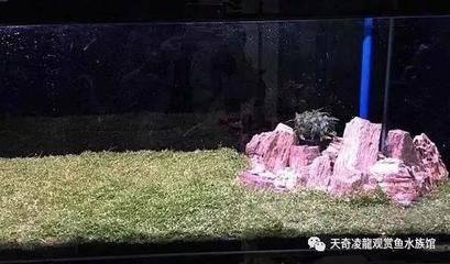 龙鱼浮在水面不动怎么办：龙鱼呆在水面不动怎么办