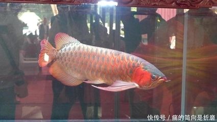 广州龙鱼比赛奖金多少钱：广州龙鱼锦标赛冠军卖价108万天价 龙鱼百科 第2张