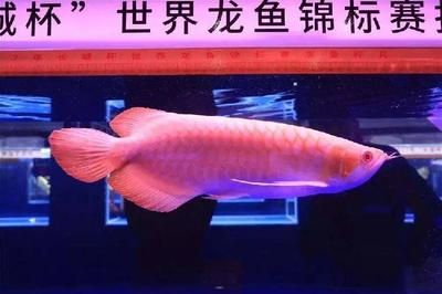 广州龙鱼比赛奖金多少钱：广州龙鱼锦标赛冠军卖价108万天价 龙鱼百科 第3张