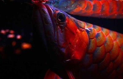 红龙鱼小时候用什么背景：红龙鱼的饲养方法