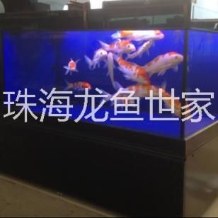 龙鱼世家网站官网：珠海龙鱼世家水族馆 龙鱼百科 第2张