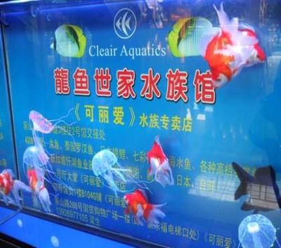 龙鱼世家网站官网：珠海龙鱼世家水族馆 龙鱼百科 第3张