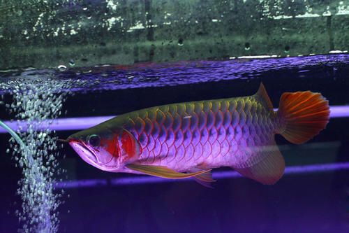 龙鱼灯用什么颜色的灯：养金龙鱼用什么颜色的灯光对龙鱼发色影响龙鱼发色的影响 龙鱼百科 第1张