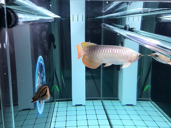 龙鱼灯用什么颜色的灯：养金龙鱼用什么颜色的灯光对龙鱼发色影响龙鱼发色的影响 龙鱼百科 第3张