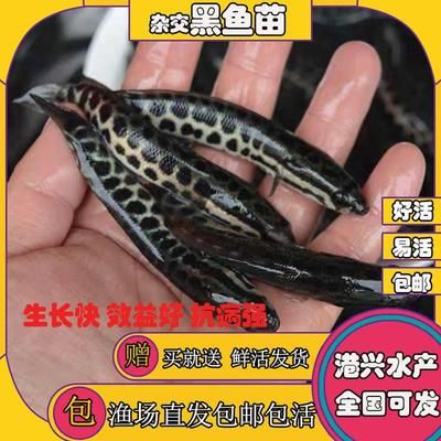 广东金龙鱼批发市场在哪里有卖：广东金龙鱼批发市场 龙鱼百科 第2张