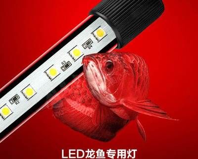 龙鱼能用led灯吗怎么用：led灯在养鱼中的应用