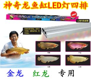 龙鱼能用led灯吗怎么用：led灯在养鱼中的应用