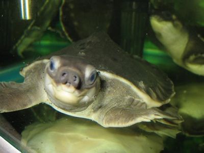 猪鼻龟真的可以和龙鱼混养么：猪鼻龟可以和龙鱼混养吗？