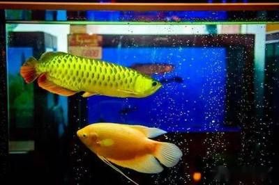 印尼红龙鱼怎么养殖视频：印尼红龙鱼的养殖方法