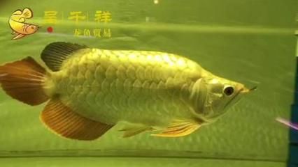 龙鱼鱼缸哪个牌子好一点：2024年鱼缸十大品牌 龙鱼百科 第3张