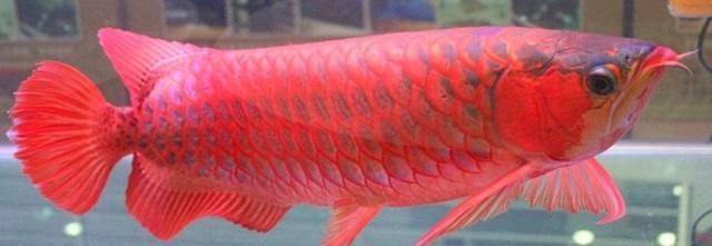 小红龙鱼视频高清：关于小红龙鱼的高清视频 龙鱼百科 第2张