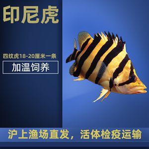 养金龙鱼用什么鱼缸最好：养金龙鱼用什么鱼缸