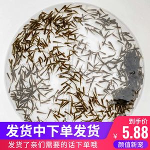 龙鱼只吃饲料不吃小鱼怎么回事：龙鱼拒食怎么办？ 龙鱼百科 第3张