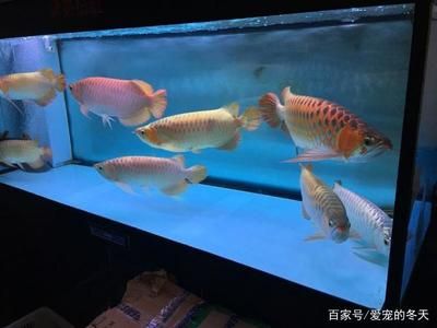 水族箱养龙鱼需要一直开过遮吗：水族箱养龙鱼不需要一直开灯2小时就可以满足龙鱼的基本需求 龙鱼百科 第2张