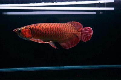 印尼红龙鱼好养吗怎么养殖：印尼红龙鱼养殖注意事项 龙鱼百科 第2张