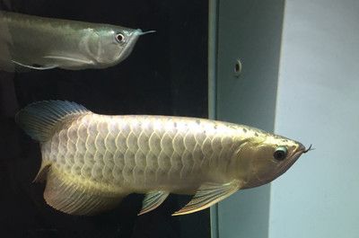 印尼红龙鱼好养吗怎么养殖：印尼红龙鱼养殖注意事项 龙鱼百科 第1张