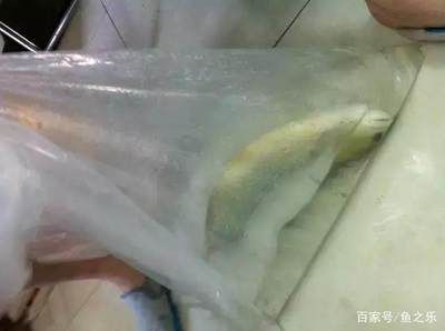 龙鱼用什么麻药好使：龙鱼手术使用麻醉药物