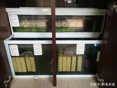 养龙鱼底滤用什么滤材最好：养龙鱼底滤材的选择和使用注意事项 龙鱼百科 第2张