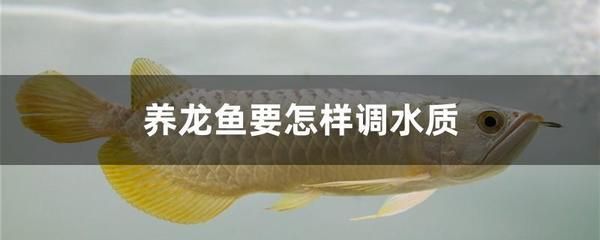 野生血红龙鱼：野生血红龙鱼在水族市场上的价格昂贵 龙鱼百科 第2张