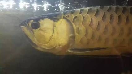 新加坡红龙鱼和马来西亚红龙鱼区别 龙鱼百科 第1张