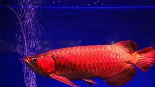 最大的红龙鱼品种排名榜：各种红龙鱼品种及种介绍 龙鱼百科 第3张