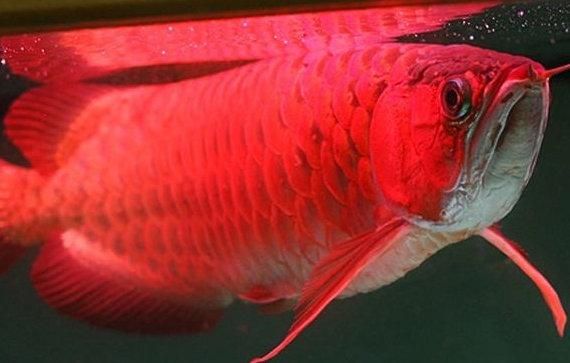 最大的红龙鱼品种排名榜：各种红龙鱼品种及种介绍 龙鱼百科 第4张