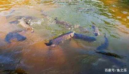 龙鱼一直在水面游：龙鱼一直在水面游是怎么回事？