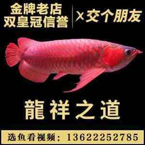 哪里可以买的红龙鱼苗好养：如何购买好养的红龙鱼苗 龙鱼百科 第2张