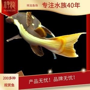 祥龙鱼场品牌产品有哪些牌子的：马来西亚祥龙鱼场 龙鱼百科 第2张