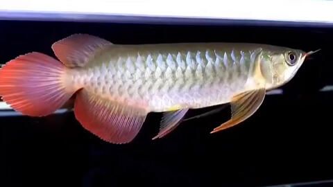 新加坡红龙鱼跟印尼红龙的区别鱼：新加坡红龙鱼与印尼红龙鱼的区别 龙鱼百科 第1张