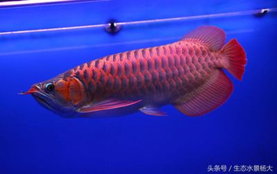 新加坡红龙鱼跟印尼红龙的区别鱼：新加坡红龙鱼与印尼红龙鱼的区别 龙鱼百科 第2张